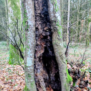 Arbre creux faut-il obligatoirement l'abattre - Pehuen-arboriste-grimpeur-élaguer-normandie