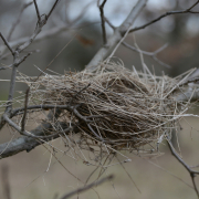 Élagage et biodiversité comment préserver les nichoirs naturels lors des interventions